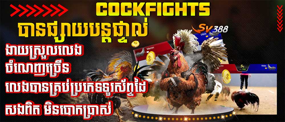 Cockfights បានផ្សាយបន្តផ្ទាល់